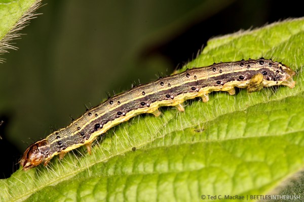 Spodoptera frugiperda (fall armyworm) | Jerseyville, Illinois