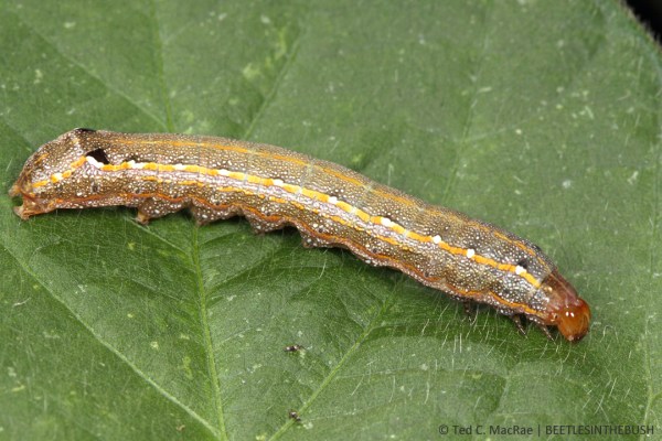 Spodoptera cosmioides (black armyworm) | Acevedo (Buenos Aires Prov.), Argentina