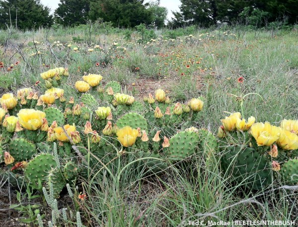 Opuntia phaecantha | Alabaster State Park, Woodward Co., Oklahoma