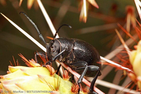 Second attempt - looking down on beetle after coaxing it up.