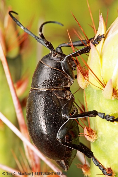 Detached allows even better close-ups.