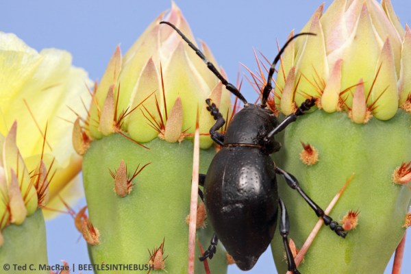 Fourth attempt - holding detached pad up against sky for cleaner background.