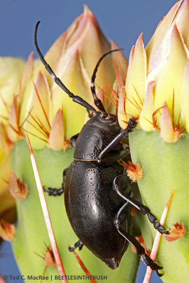 Zooming in with sky background gives a nice, clean close-up.