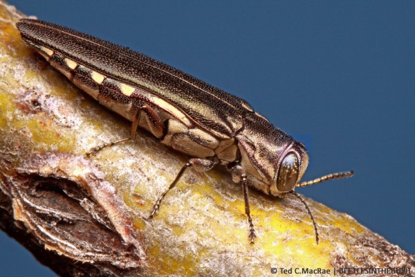 Agrilus difficilis | Beaver Dunes State Park, Beaver Co., Oklahoma