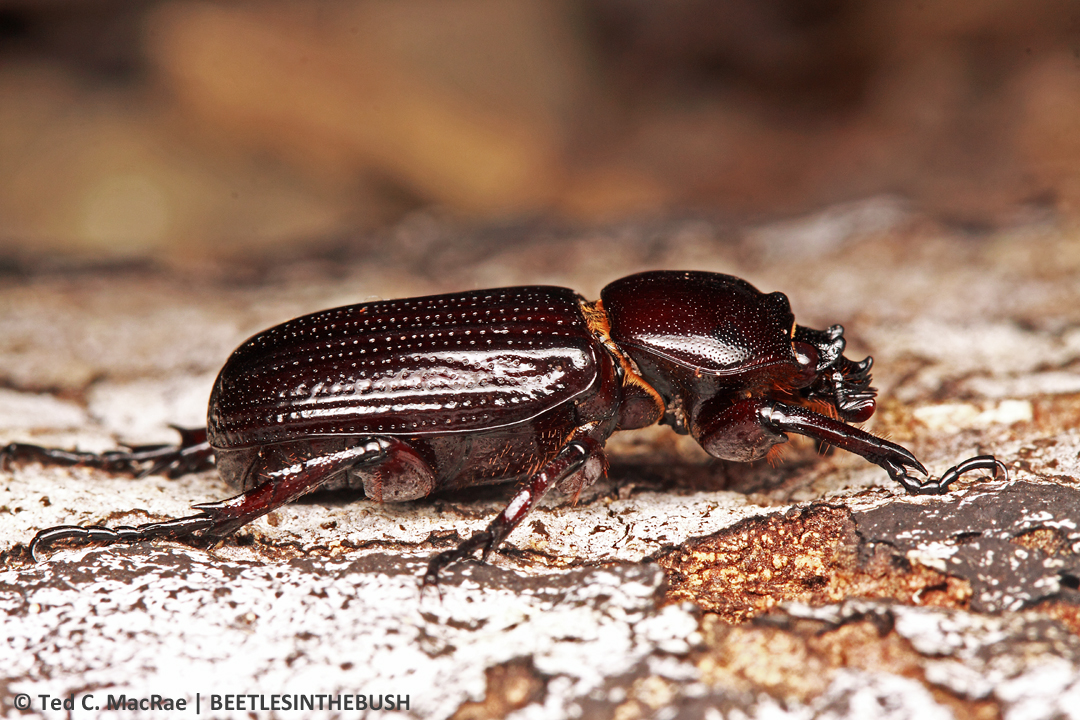 Phileurus valgus (Linnaeus) | Otter Slough Conservation Area, Stoddard Co., Missouri