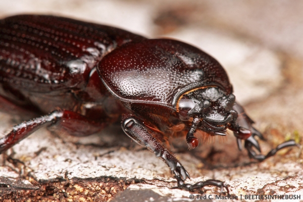 This species resembles and is sometimes mistaken for the common "bess bug."