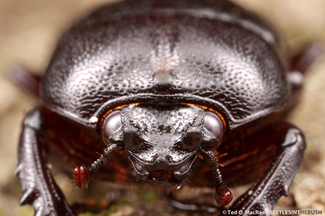 The head of this species is adorned with three small cephalic tubercles.