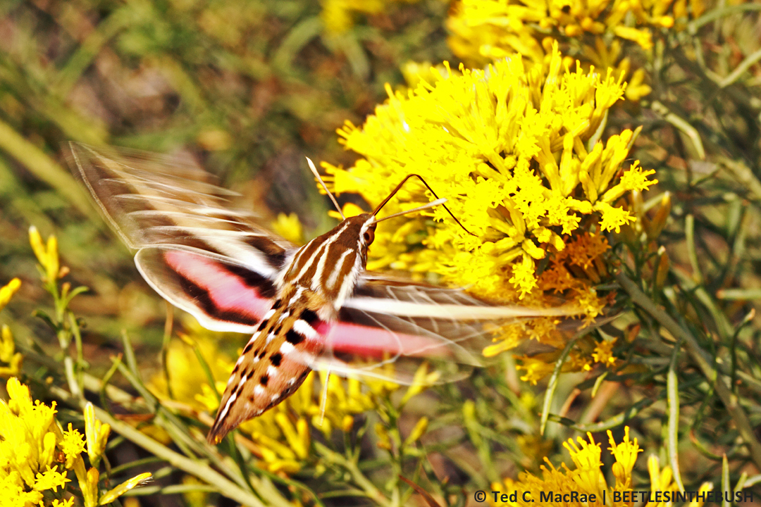 Hyles lineata nectaring at flowers of Ericameria nauseosa | San Juan Co., Utah