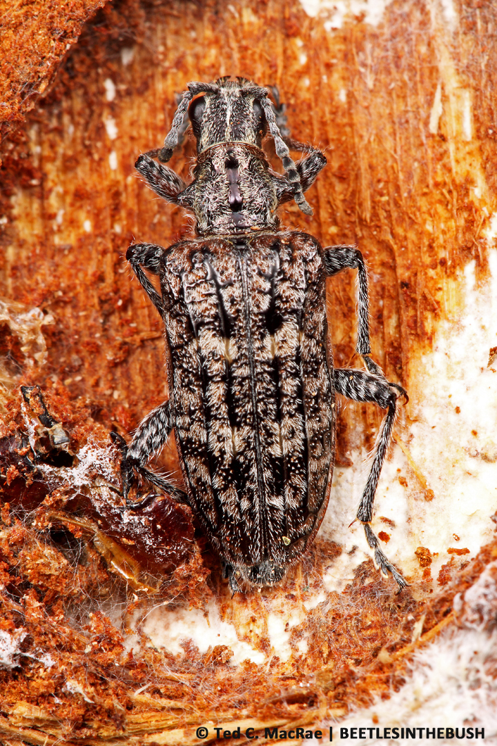 Rhagium inquisitor | Reynolds Co., Missouri
