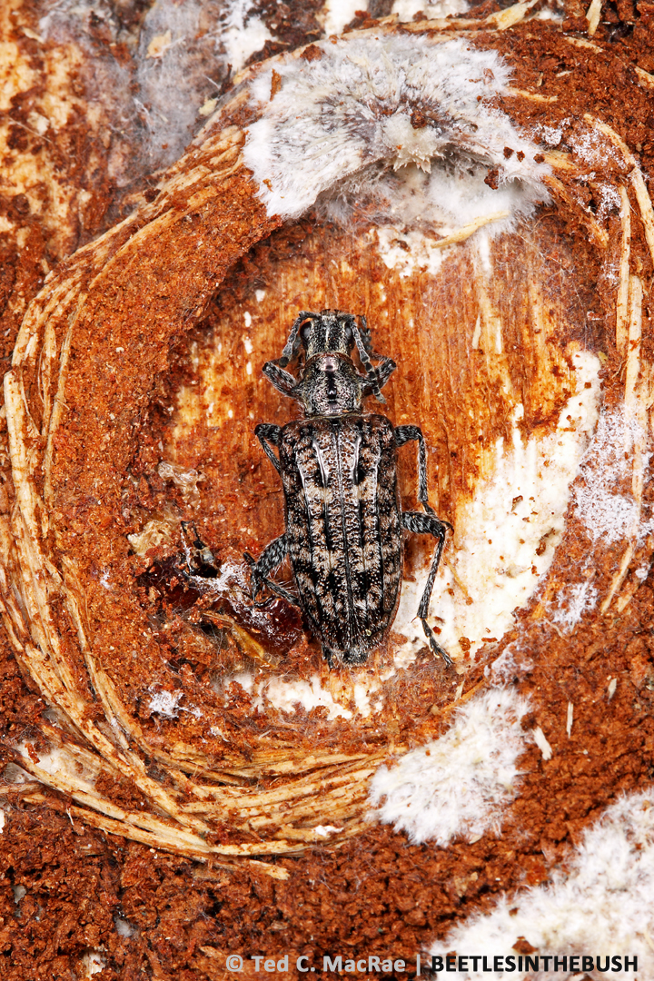 Adults overwinter in cells lined with frass and fibrous wood shavings.