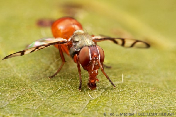 Signal flies wave their wings constantly.