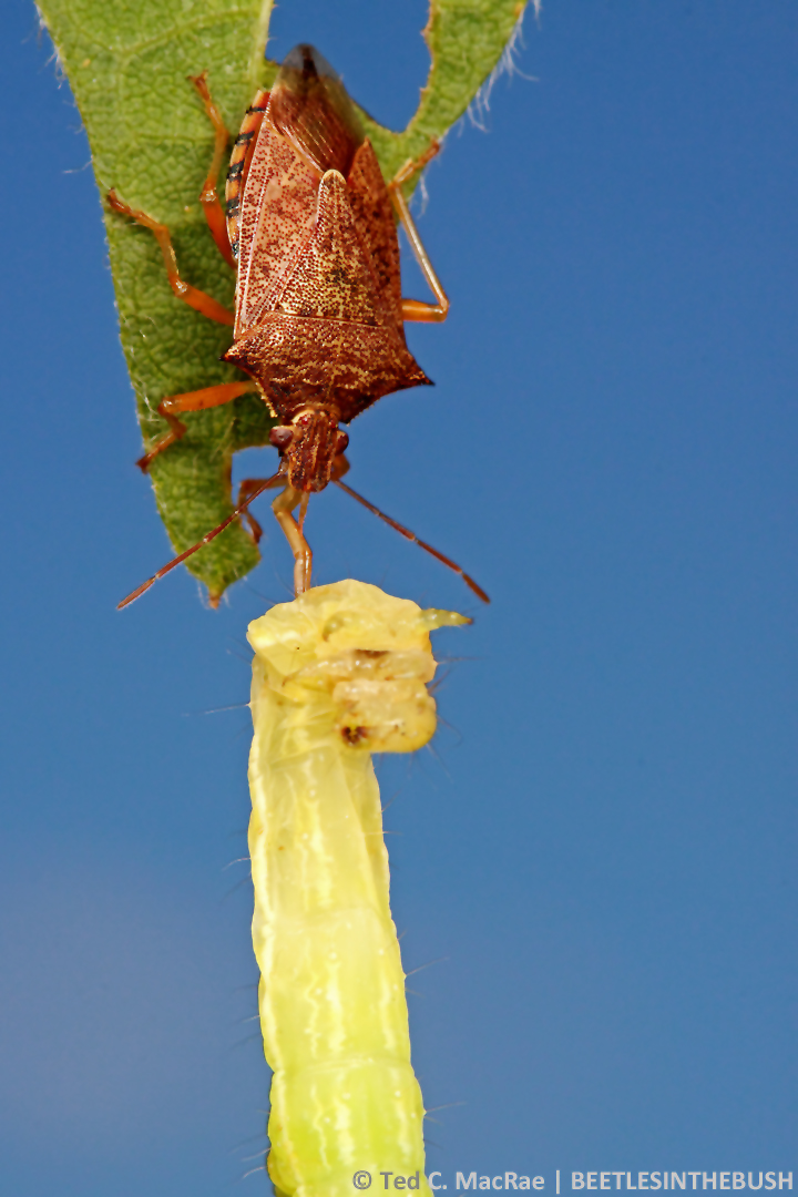 Podisus maculiventris preying on Chrysodeixis includens larva