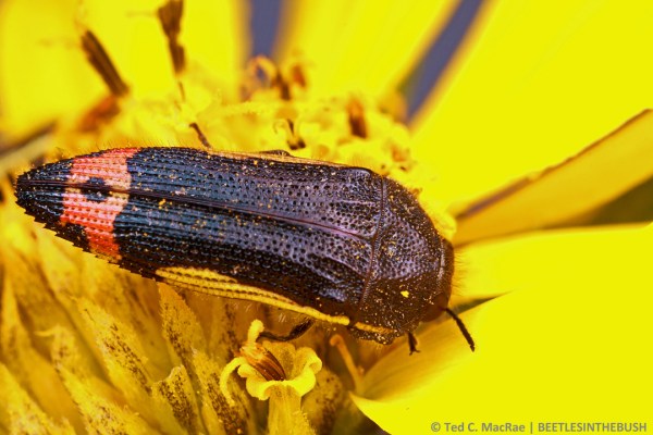 Acmaeodera flavomarginata