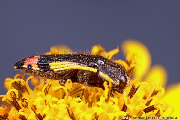 Acmaeodera flavomarginata