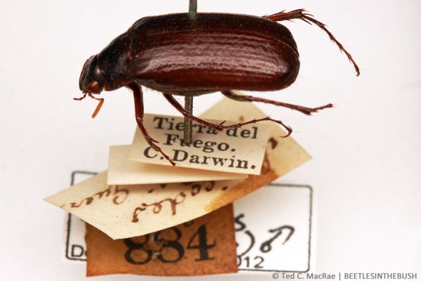 Sericoides glacialis (Fabricius), collected at Tierro del Fuego in 1832 by Charles Darwin.