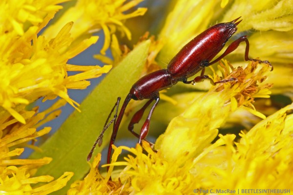 Erodiscus obidensis (Monte) | Chaco Province, Argentina | Apr 2012