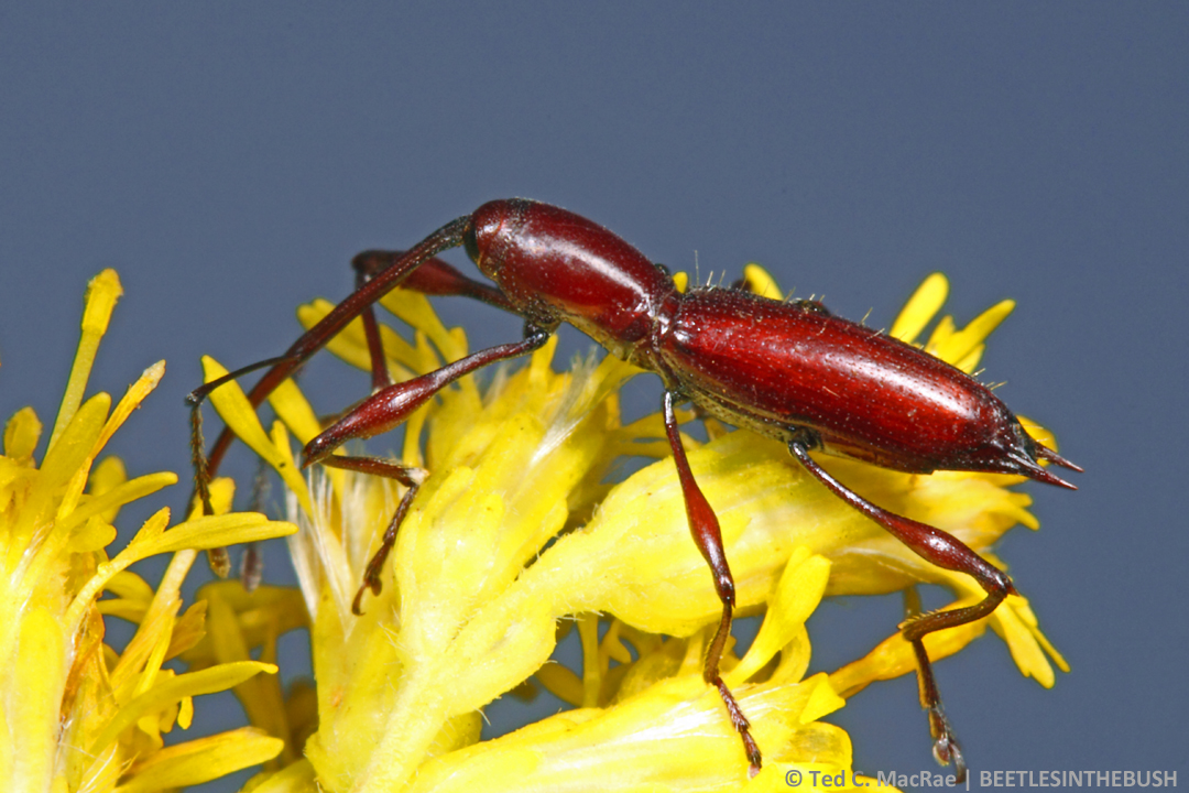 What purpose those daggers?