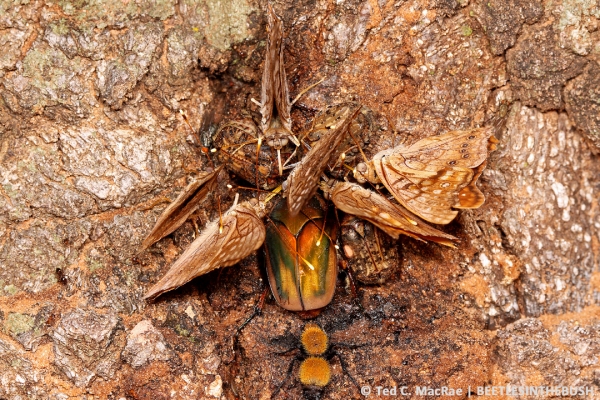 Six insect species representing five families in four orders share a sap flow.