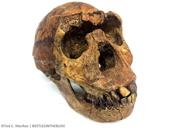 KNM-WT 15000, "Nariokotome/Turkana Boy" (Homo ergaster) | Nariokotome, West Turkana, Kenya, 1.6 mya