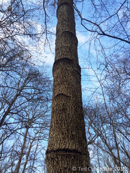 Close-up view of sapsucker damage. Obviously they have been using this tree for many years