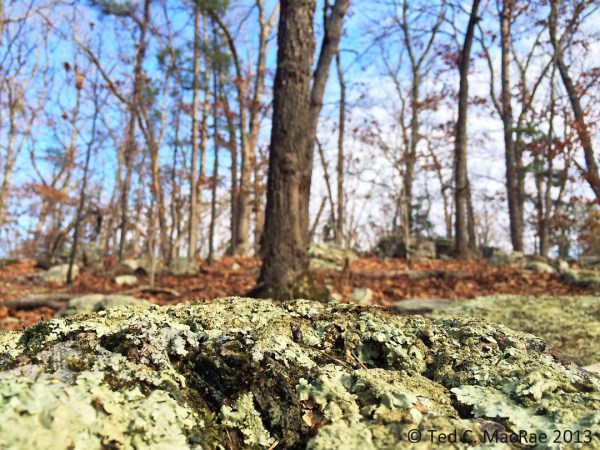 Close-up view of crustose lichens.