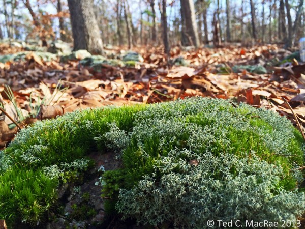 Fruticose lichens and moss intermingle in particularly moist spots.