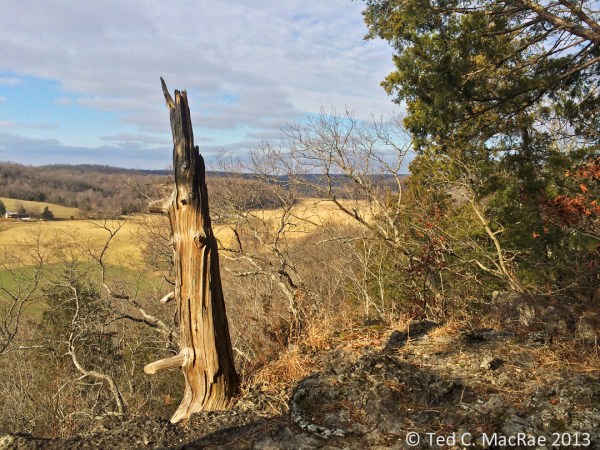 An ancient red-cedar snag hugs the bluff tops overlooking the Huzzah Creek Valley.