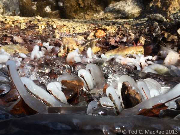 Close-up of ice stalagmites, revealing the twigs and petioles around which they have formed.