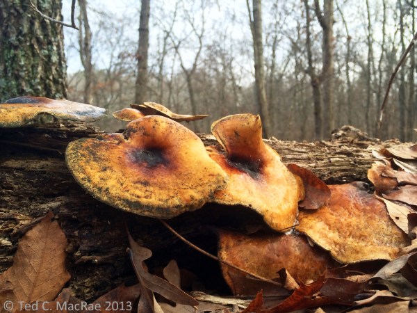 "Bug's eye" view of mushrooms on a fallen log.