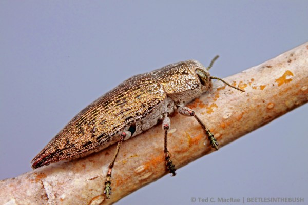 Poecilonota cyanipes