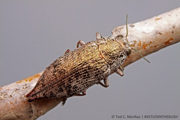 Poecilonota cyanipes