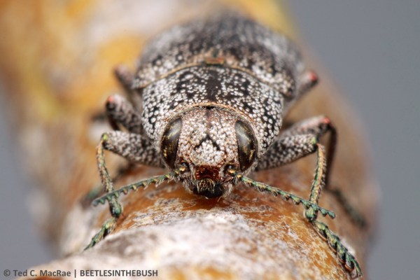 Poecilonota cyanipes