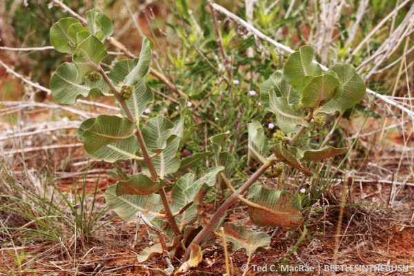 Asclepias arenaria