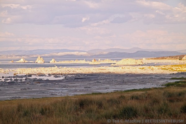 Mono Lake