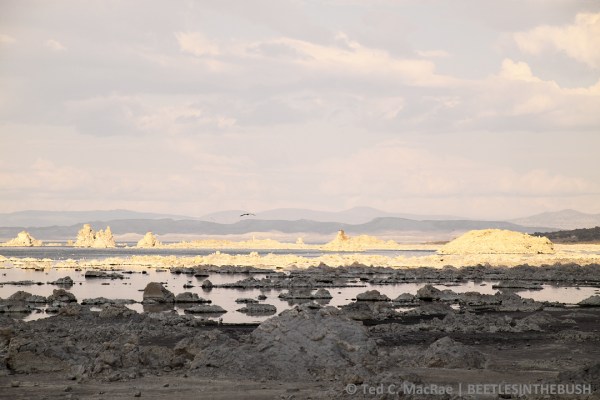 Mono Lake