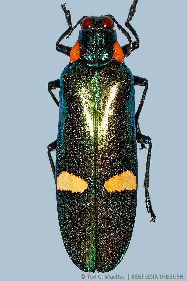 insect collection | Beetles In The Bush | Page 3