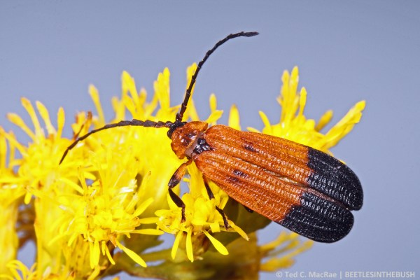 Calopteron sp. on flowers of Solidago chilensis| Chaco Province, Argentina