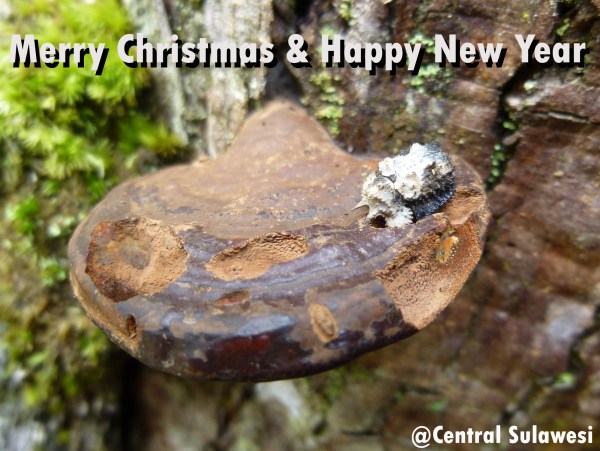 Junsuke Yamasako, Ehime University, Tarumi, Matsuyama, Japan