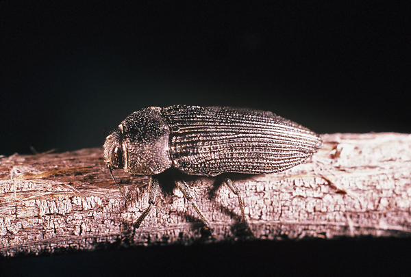 Polycesta (Arizonica) aruensis Obenberger | Apr 2001, Frink Springs, Imperial Co., California, USA.