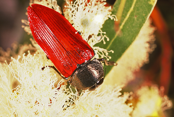 Temognatha chalcodera (Thomson) | Western Australia.
