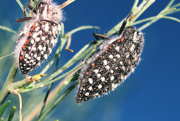 Julodis chevrolati Laporte | Sep 2000, W. Springbok, Schaaprivier, Northern Cape Prov., RSA.