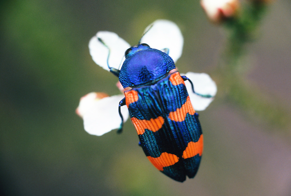 Castiarina klugii (Gory & Laporte) | Australia.