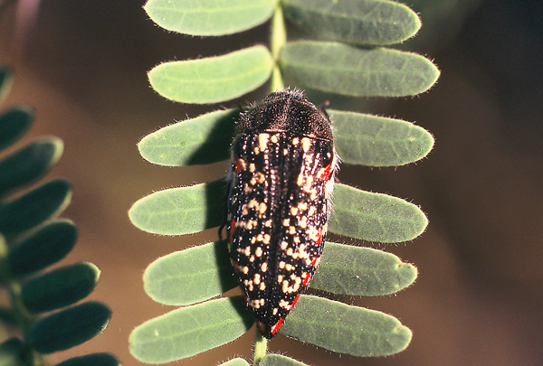 Acmaeodera (s. str.) griffithi Fall | Apr 2001, Mohawk Valley, Yuma Co., Arizona, USA.