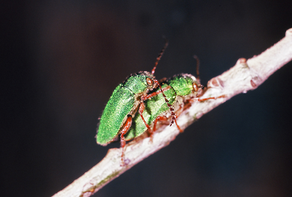 Dystaxia elegans Fall | 1998, Warner Springs, San Diego Co., California, USA.