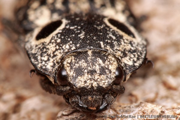 Look into my eye(spot)s!