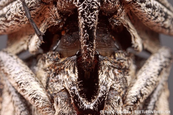 Locked and loaded—the mechanism is primed for the click.