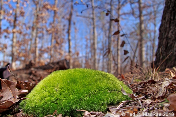 Leucobryum glaucum on forest floor | Reynolds Co., Missouri