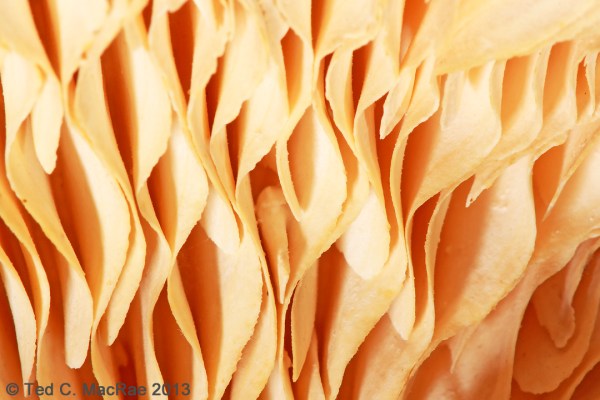 "Gills" distinguish this shelf fungus from turkey tails and other similar types.