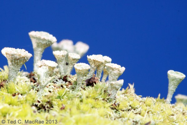 (Cladonia pyxidata)