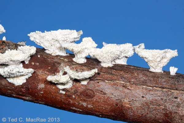 Irpex lacteus? on fallen branch of Acer rubrum | Iron Co., Missouri